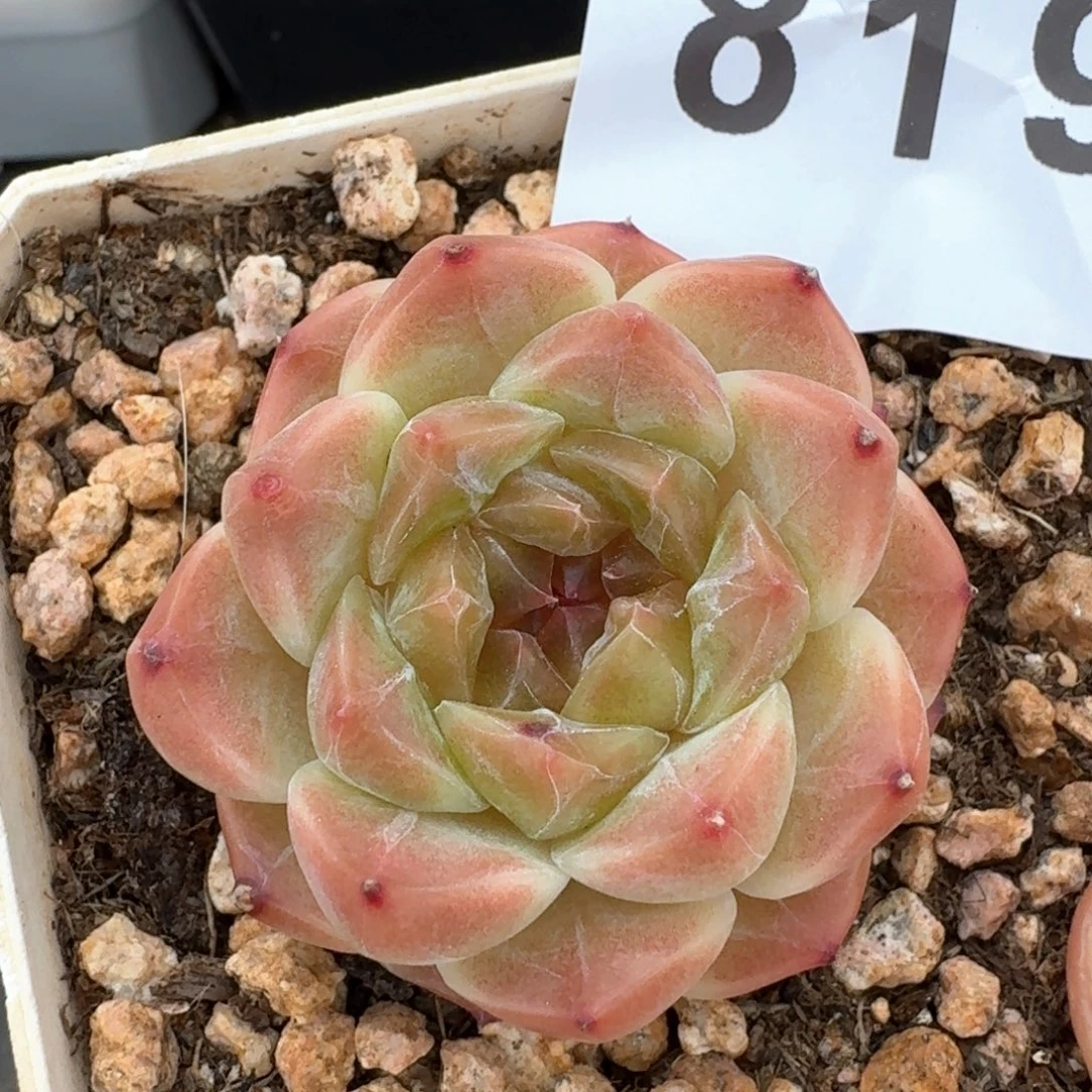 秒秘境冰魄            精美多肉植物
