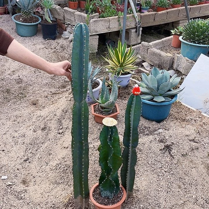 完全开放量天尺裸根两个➕秘鲁一个裸根