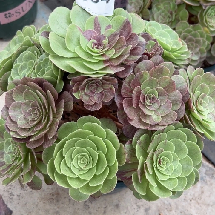 934花月夜25厘米左右