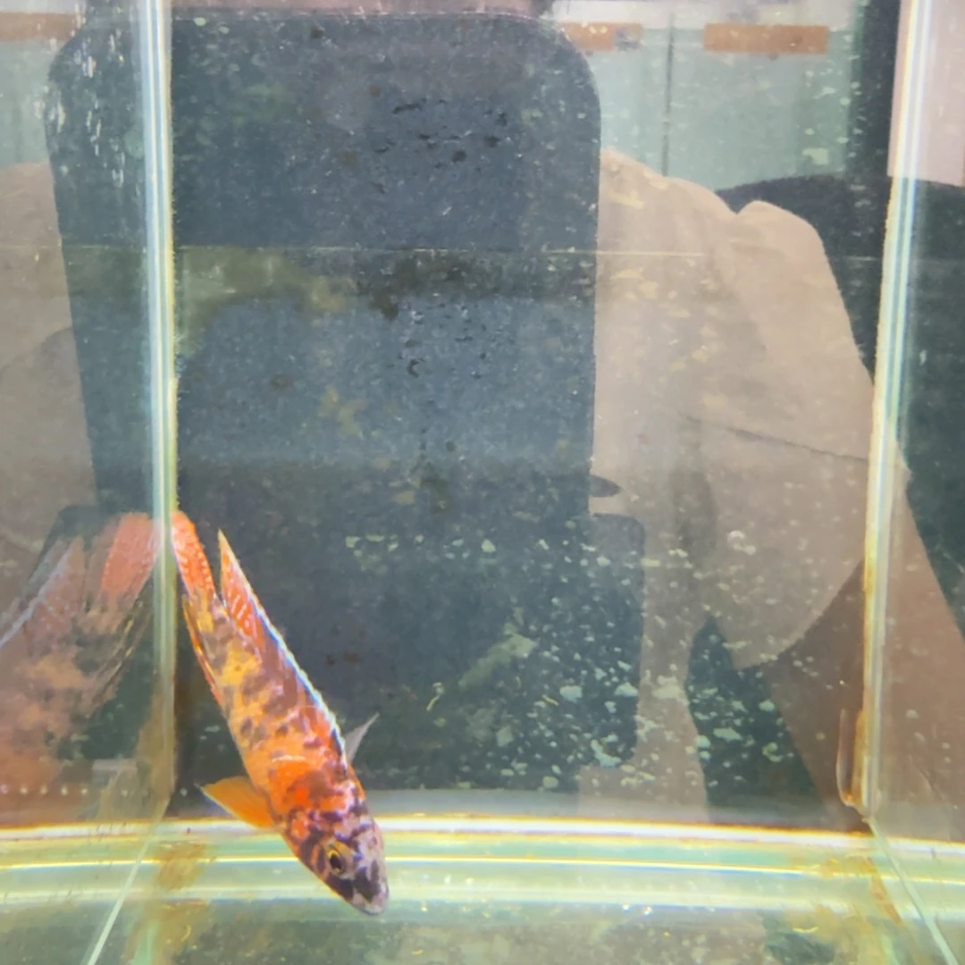 慈鲷1227孔雀。