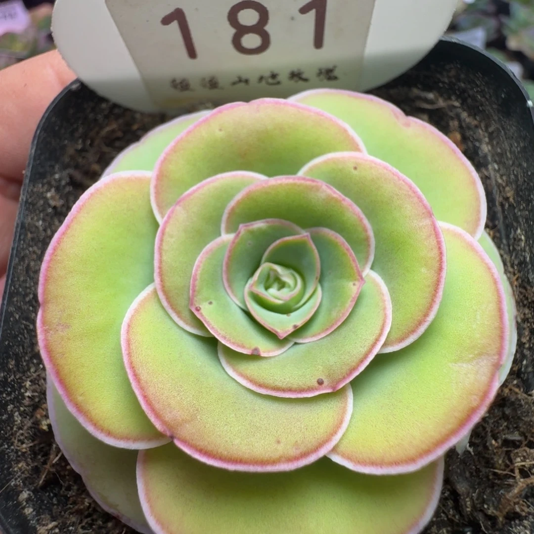 楹楹-181冠幅  4cm