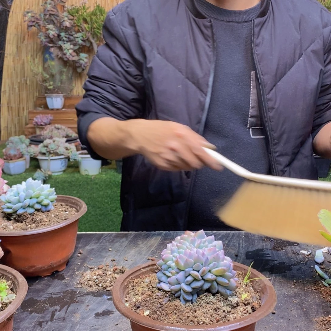 朱*39号星影缀化