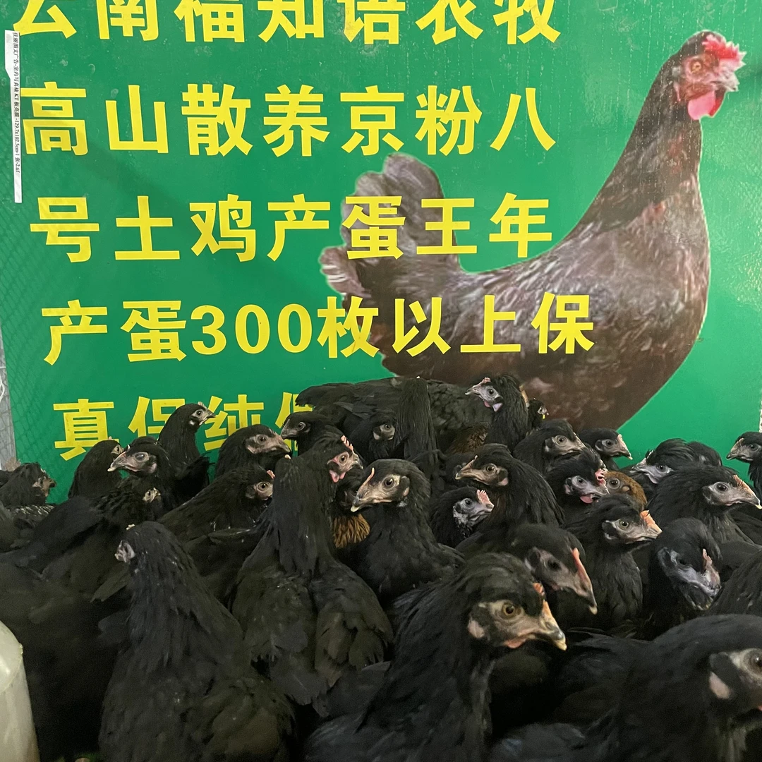 云南散养金粉银粉宠物鸡颜值高好养活