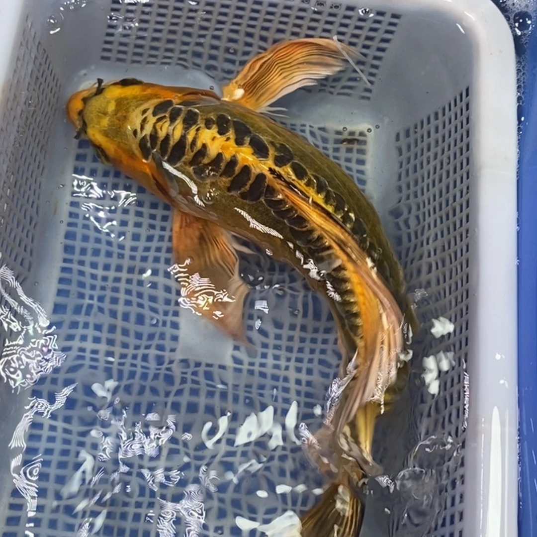 锦鲤冷水锦鲤包邮