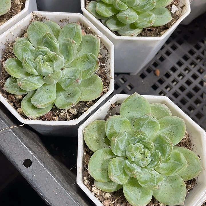 雪花珍妮带盆土发