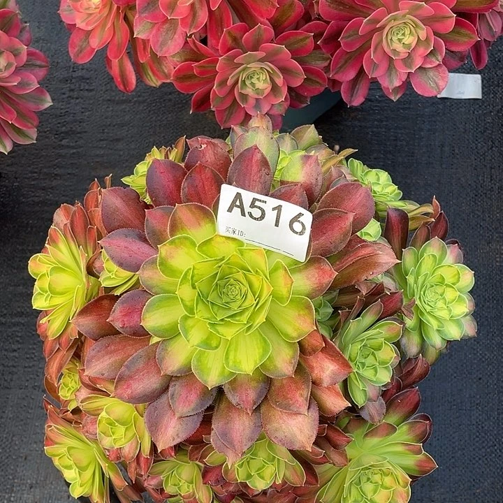 韶华多肉法师。  516