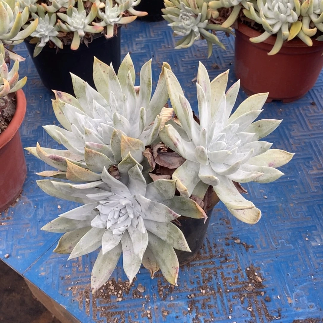 赛丽娜多肉植物啦啦啦