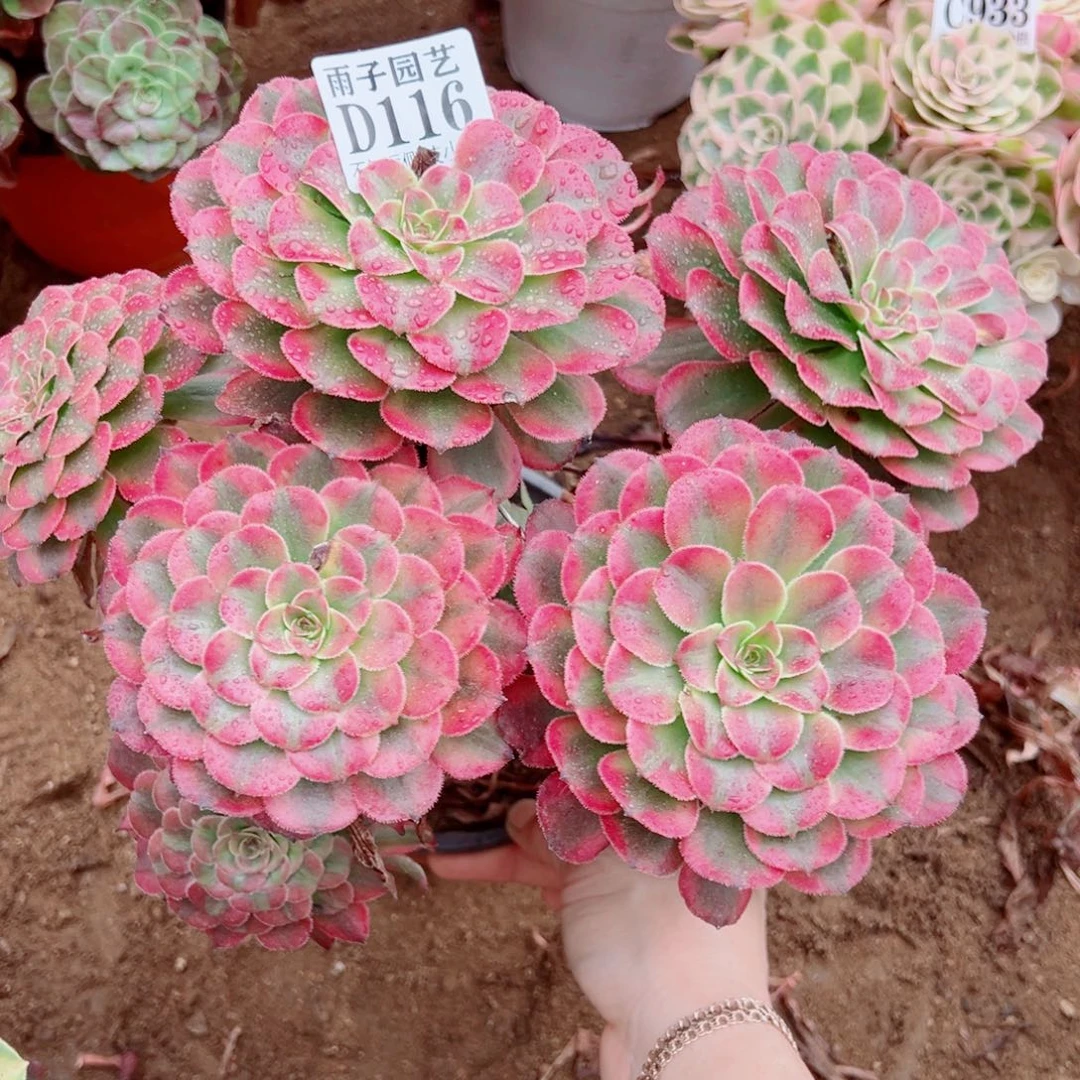 116月婵尺寸25左右