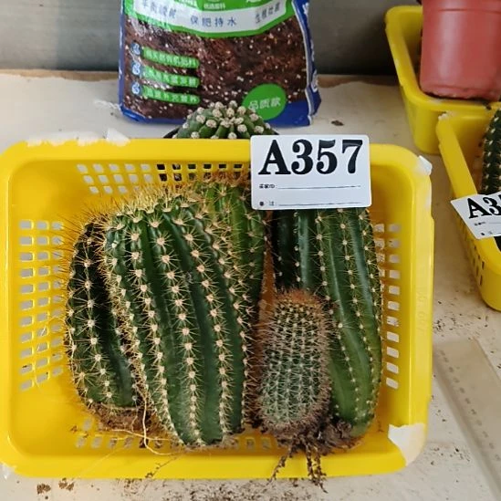 当前无花栽培后可以开花357