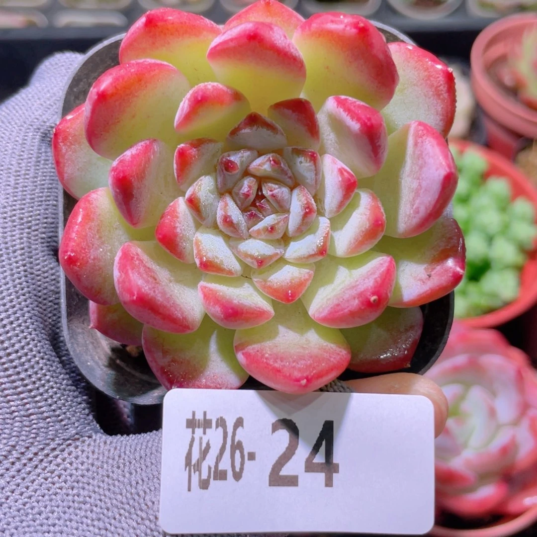 花利美26-24果汁