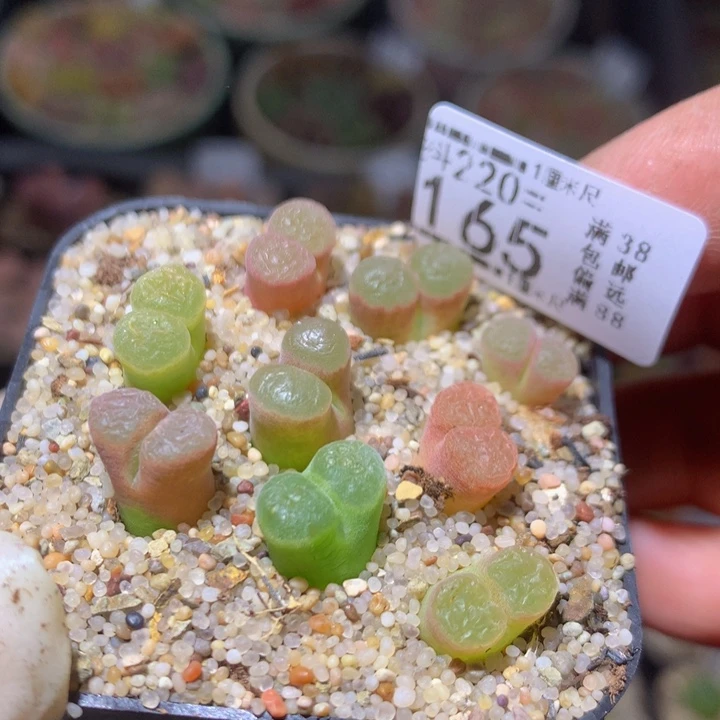 精品生石花220.165磁铁