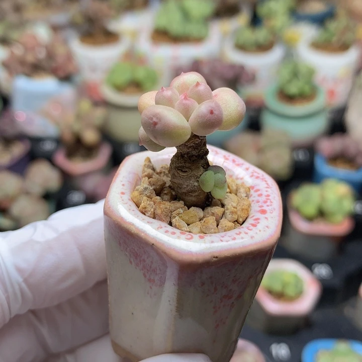 萤火虫 金桔 1+2 木质小老桩