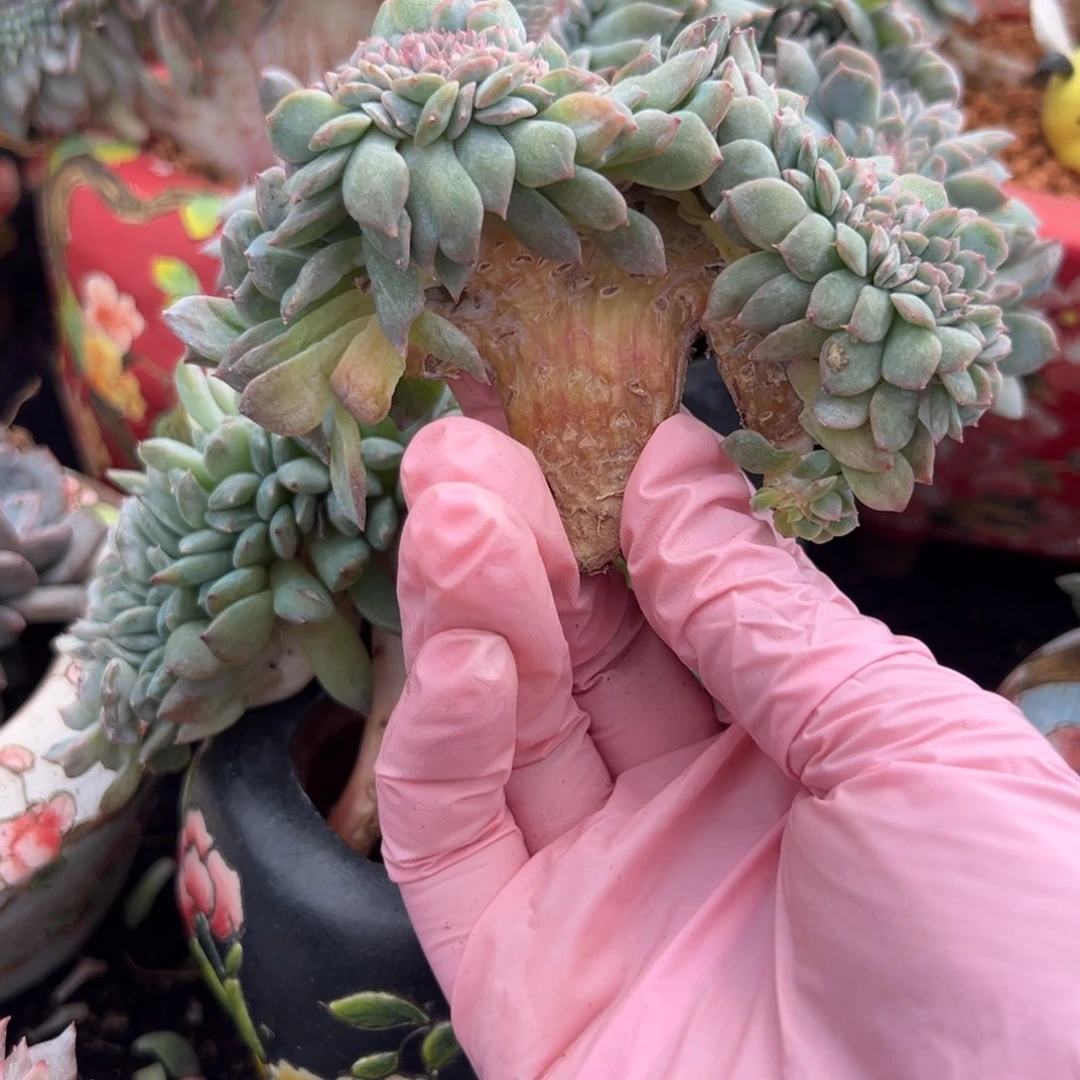 新年快乐 新年快乐 新年快乐