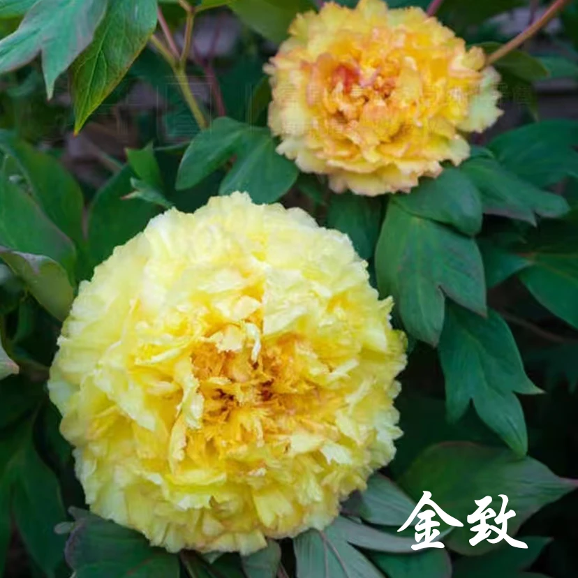 【金致】6加仑大盆— 6年苗以上（金黄色）进口品种盆栽牡丹