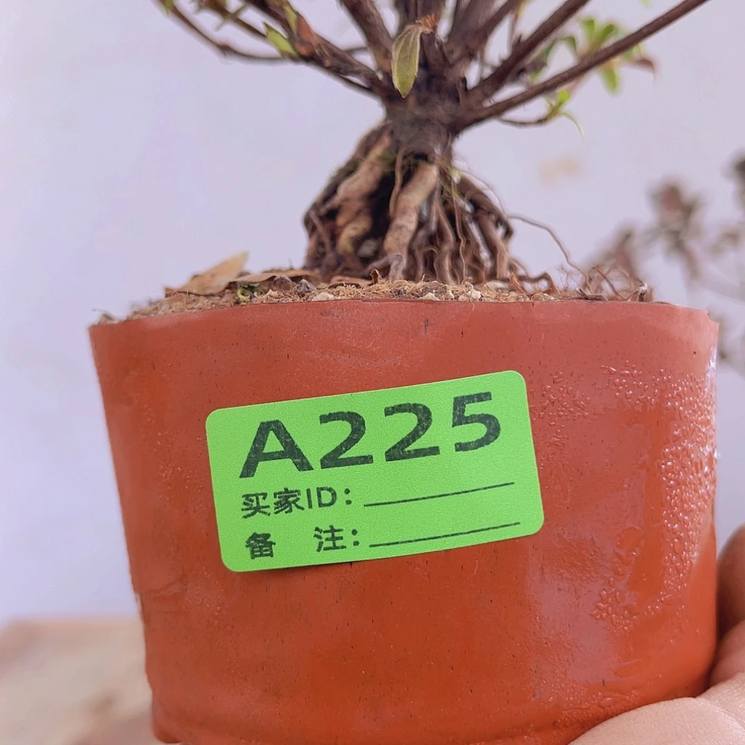 红陶直播时间一直一直