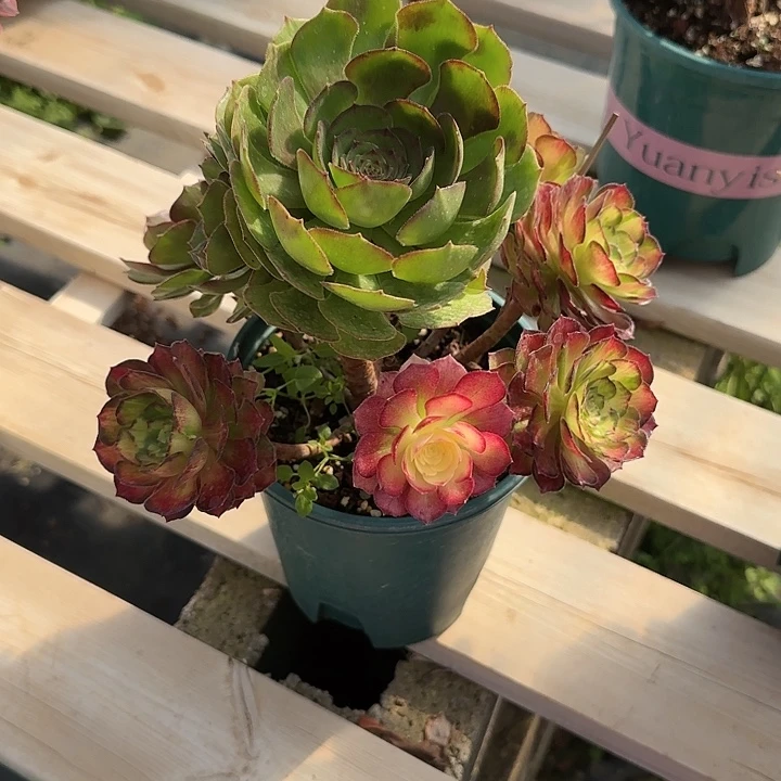 法师多肉植物七彩