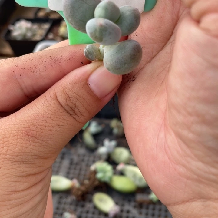 黄金鸡蛋大叶奶锦，白锦啊啊啊