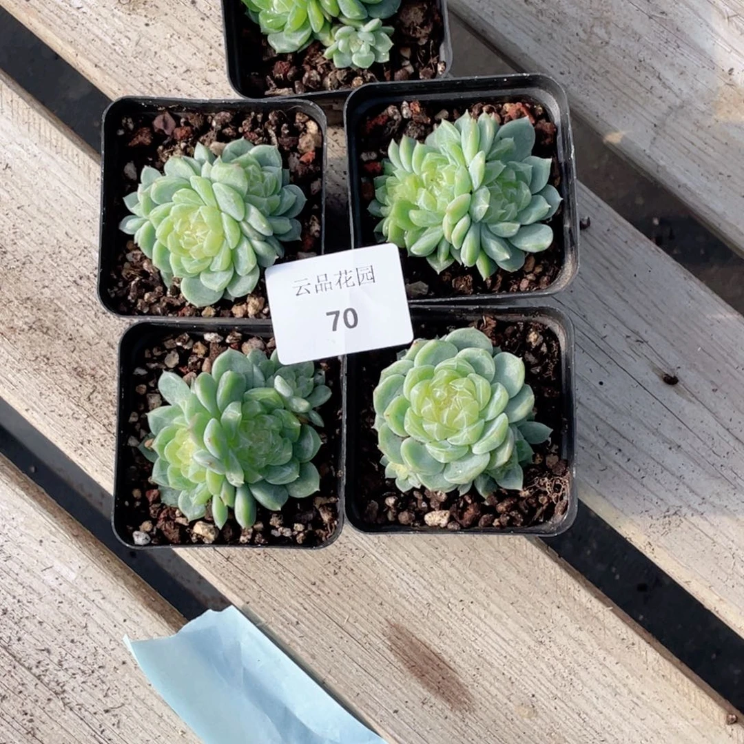 尐****70号糖心冰心珍妮5 泼天富贵