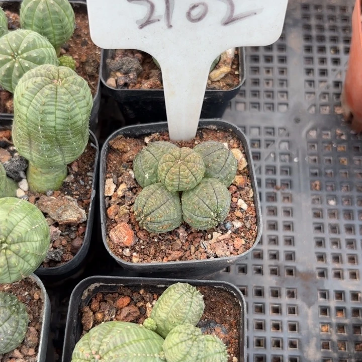 完全开放樱****舞2102布纹球群生