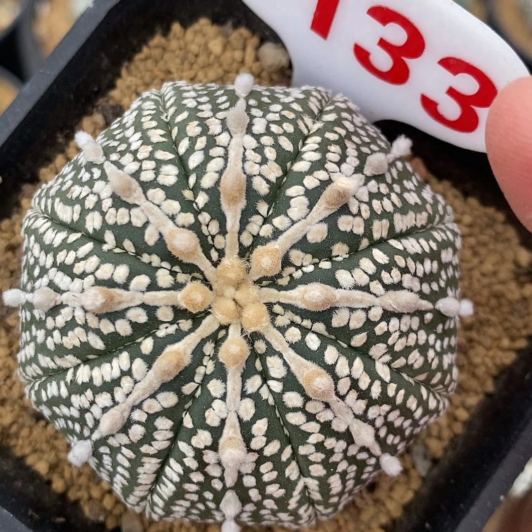 1133奇迹兜系列了