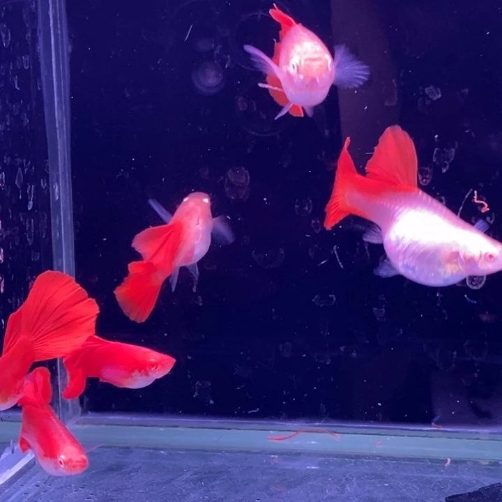 孔雀鱼大背血红3对