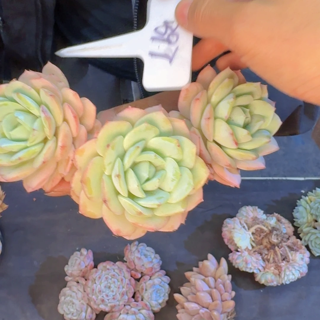 多肉植物的生长发育和