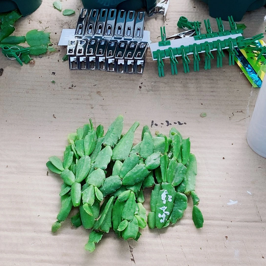 8***6无花朵叶片福利一物一拍