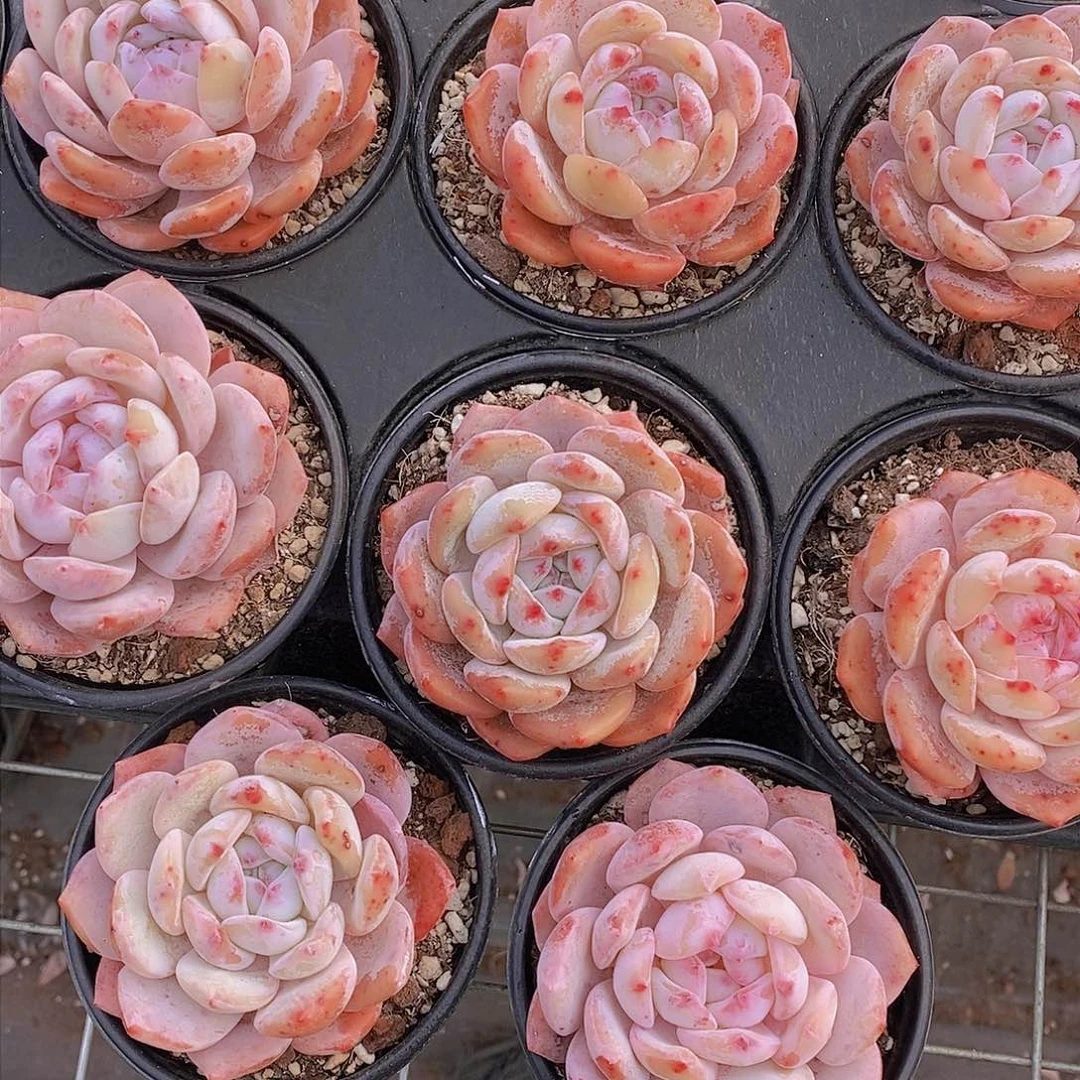 0308-草莓橙单头福利2颗 瑕疵慎拍