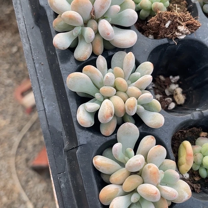 粉兔群发5颗满18包邮