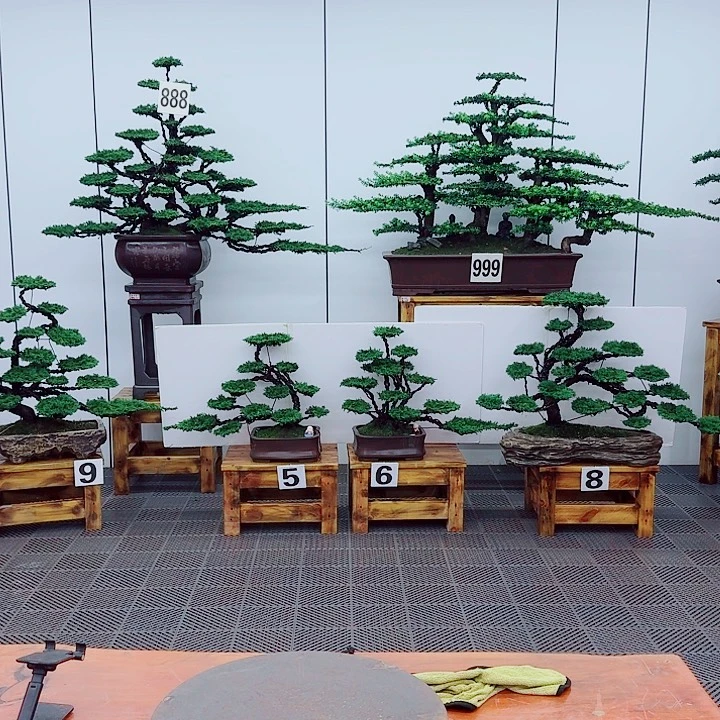 无花朵松柏盆景一物一拍