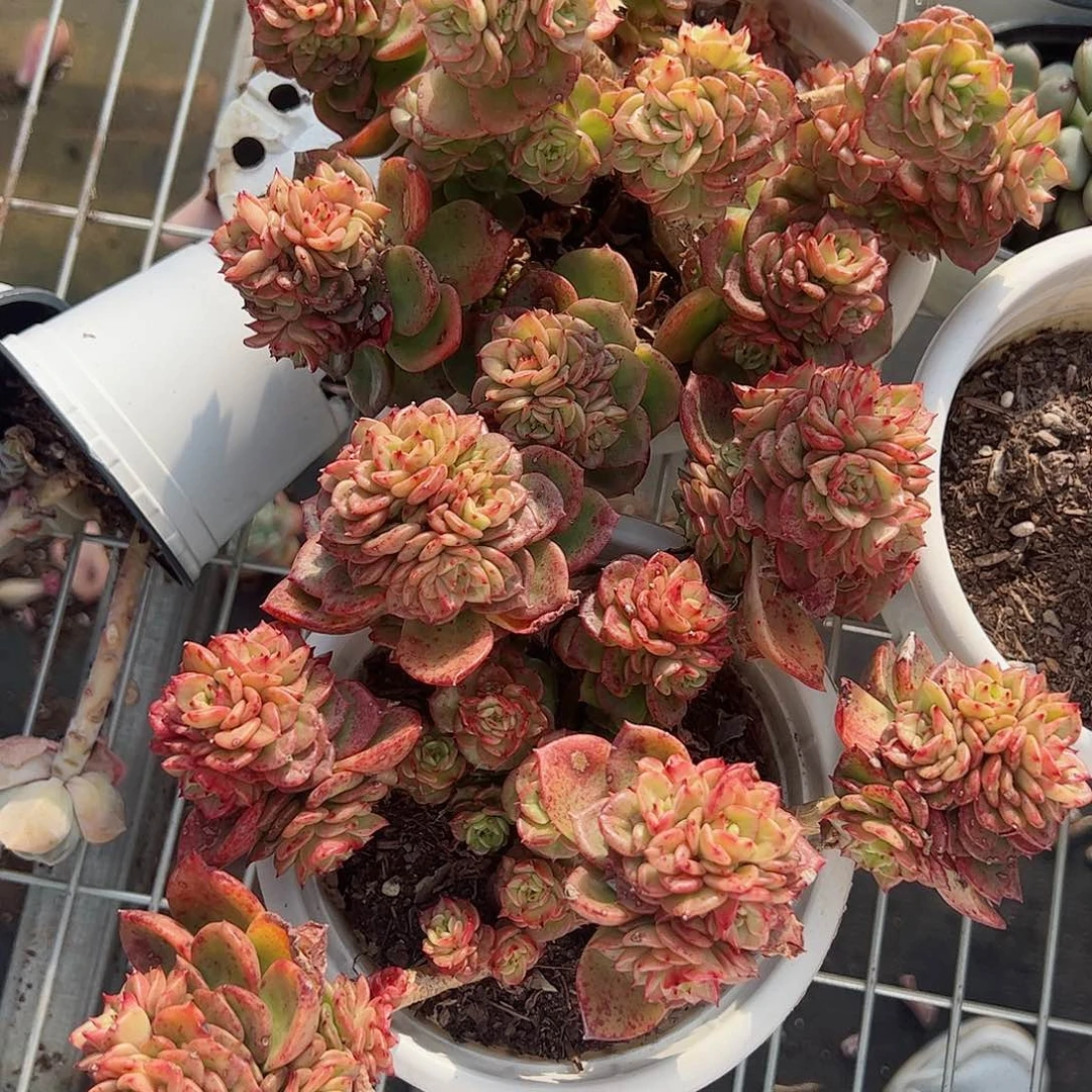 红牡丹多头精控多肉