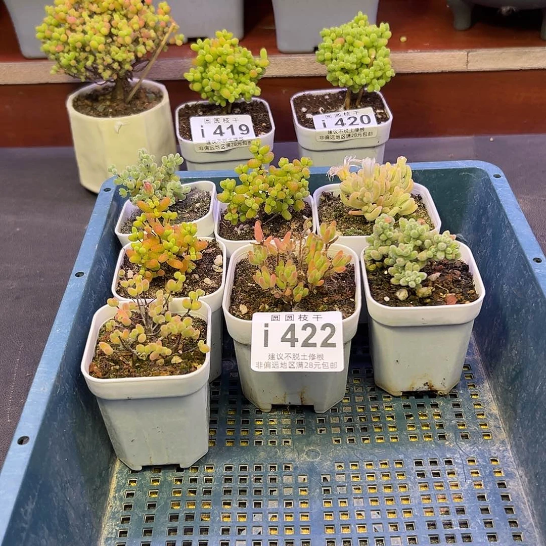 422一筐7颗福利拍