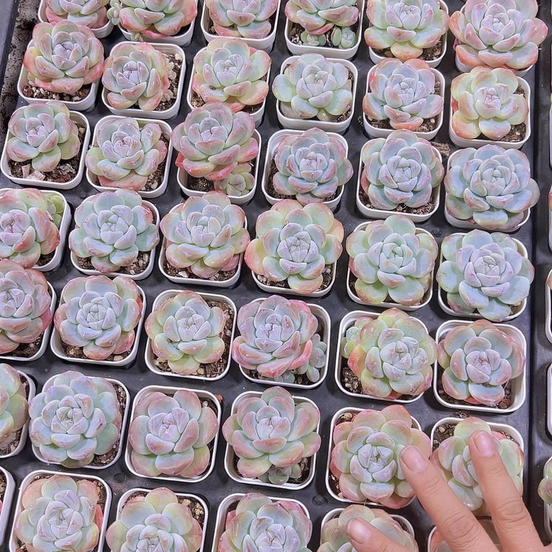 单头紫心冰玉2盆19包邮