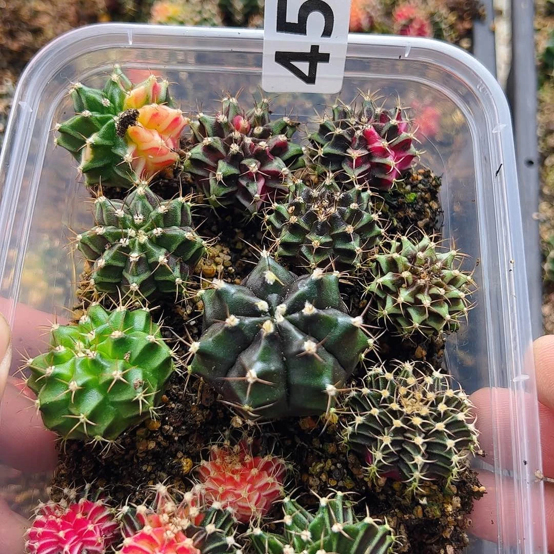 *****当前无花栽培后可以开花451