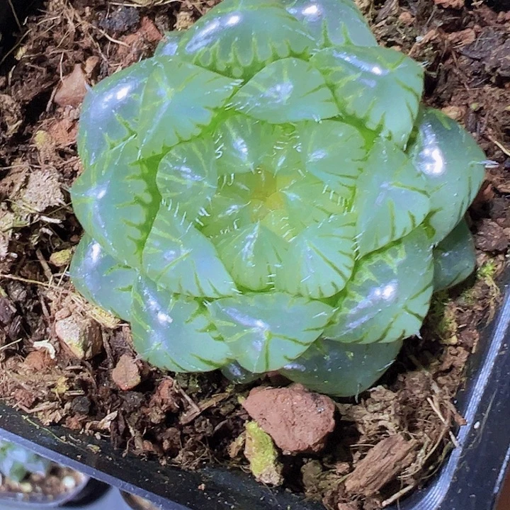冰川雨露19包邮多肉植物