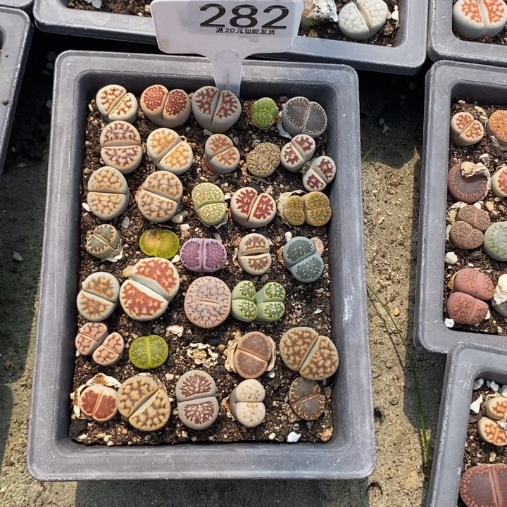 栀**香生石花小苗282