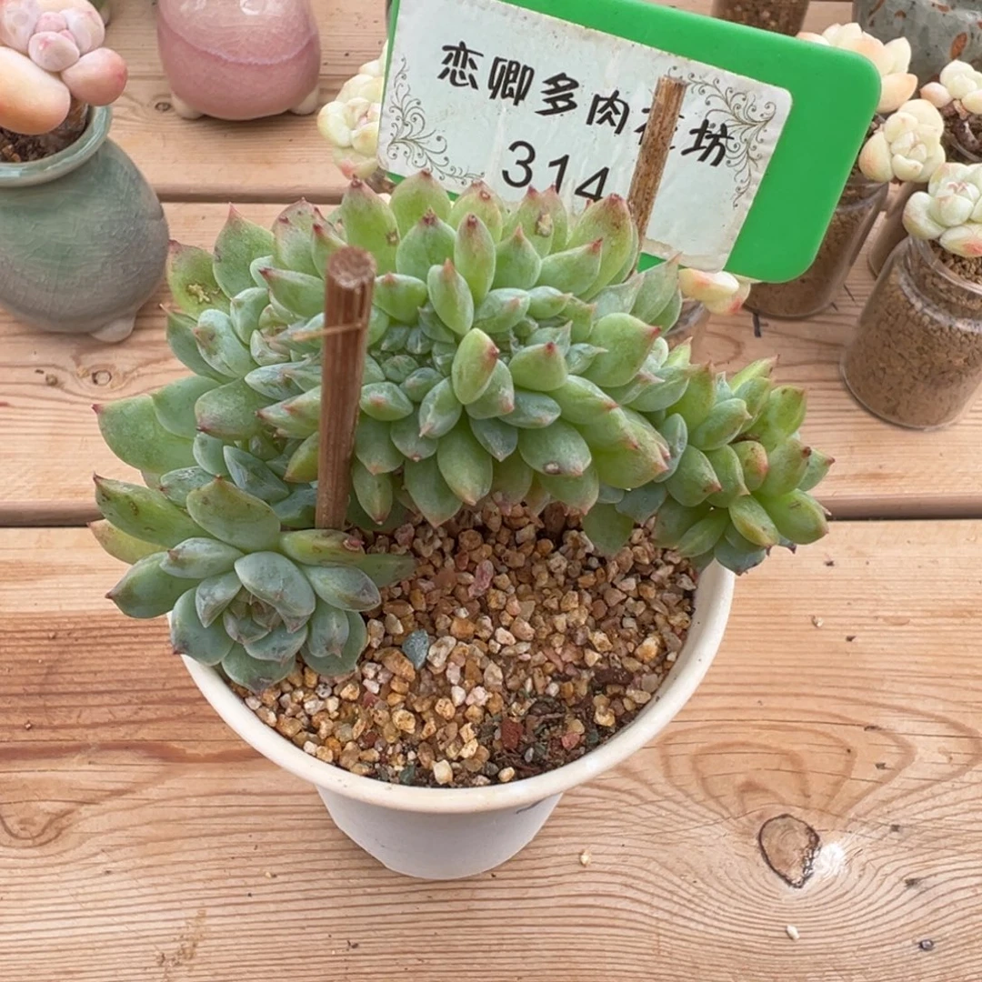 314糖心小树老桩朵朵
