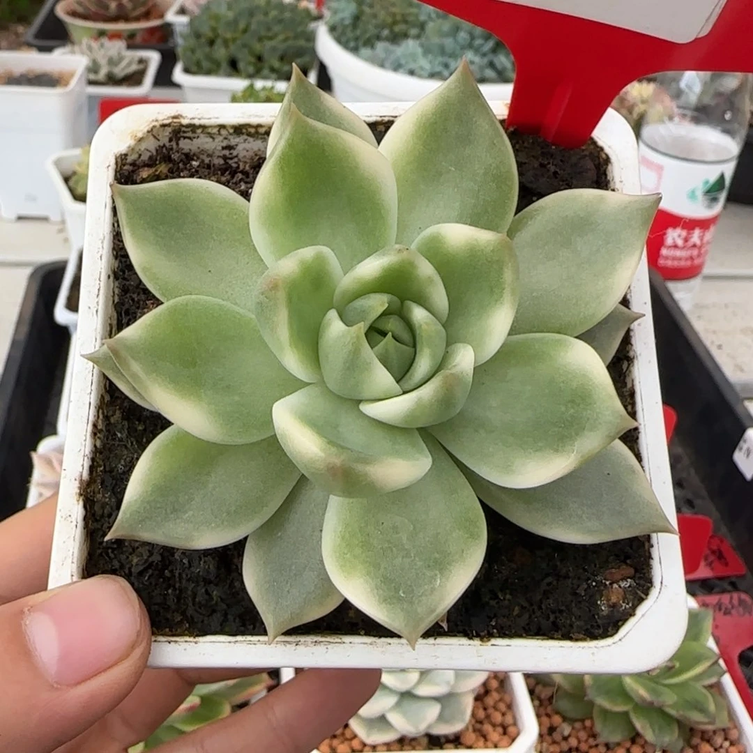 90号琉璃盏锦多肉植物