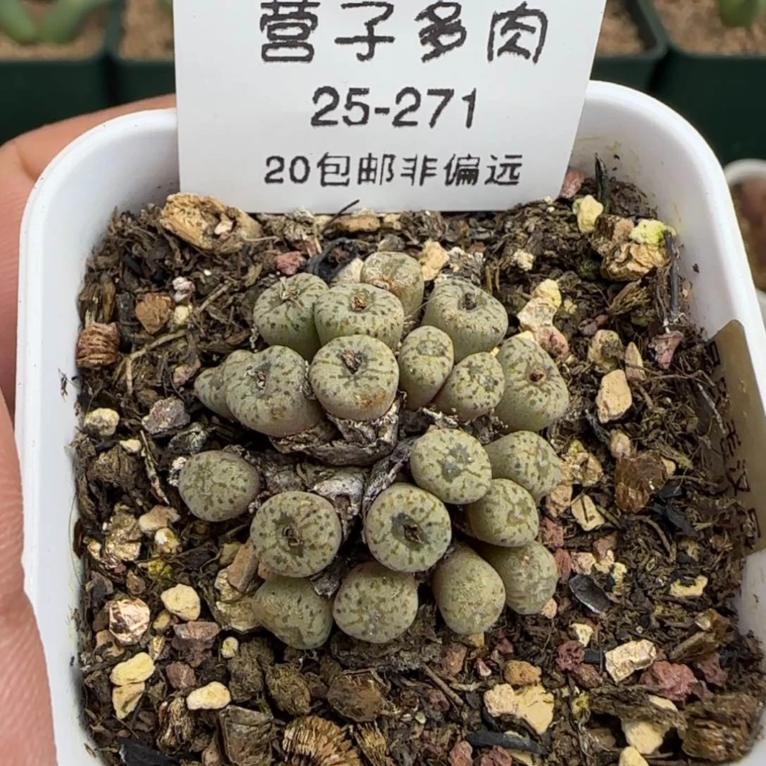 小s带盆土发货。          