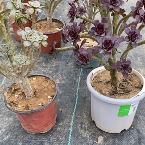 452，2颗多肉法师