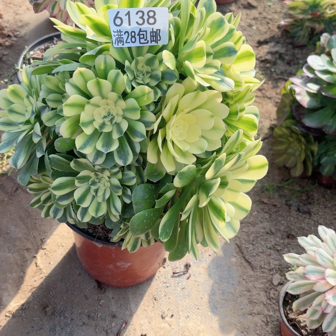 D. 6138辛尼雅多肉