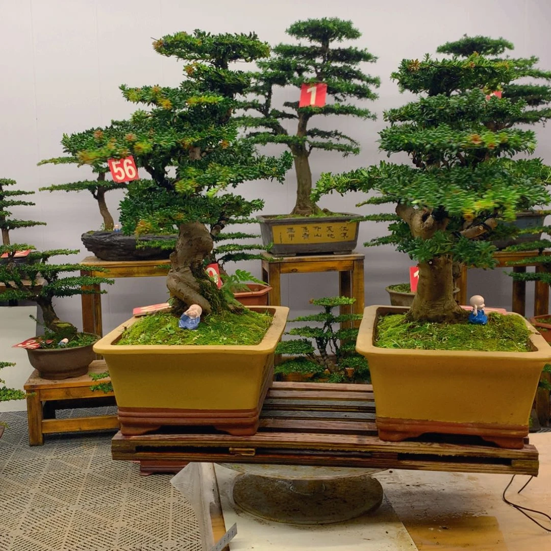 不开花植物罗汉松盆景一对