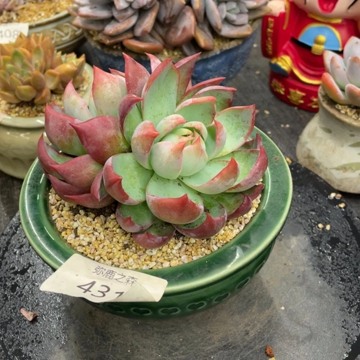 弥鹿之森多肉惊鸿仙子
