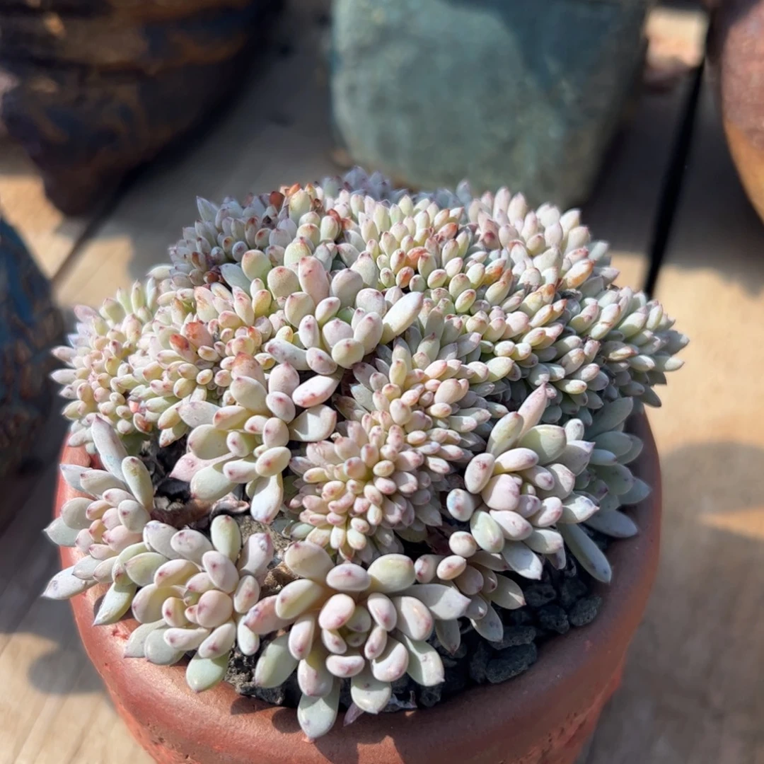 蓝都缀化多肉植物