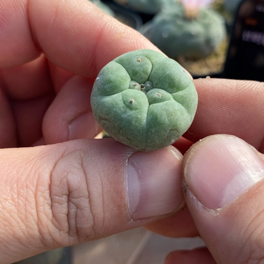 古田贝大优萝卜根