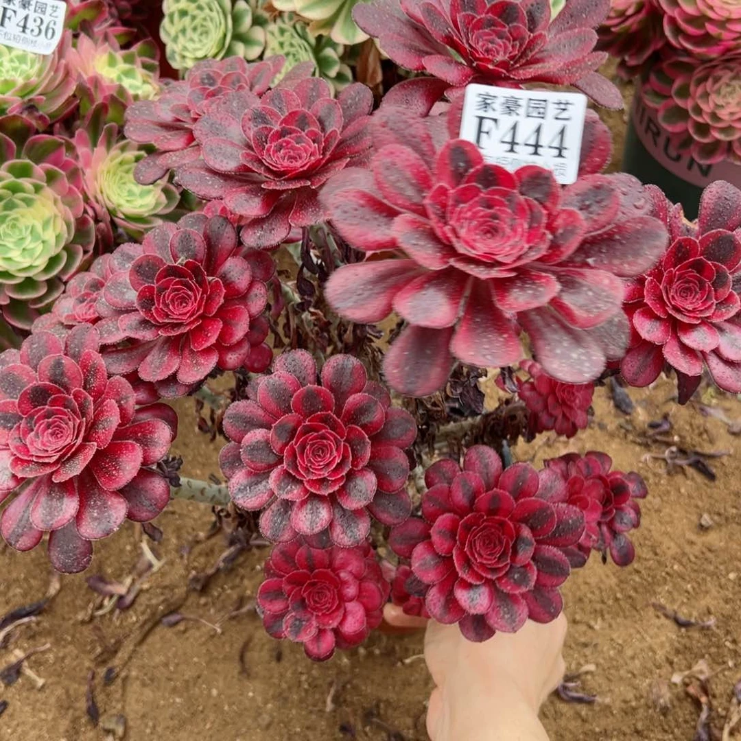 444丽娜尺寸25左右