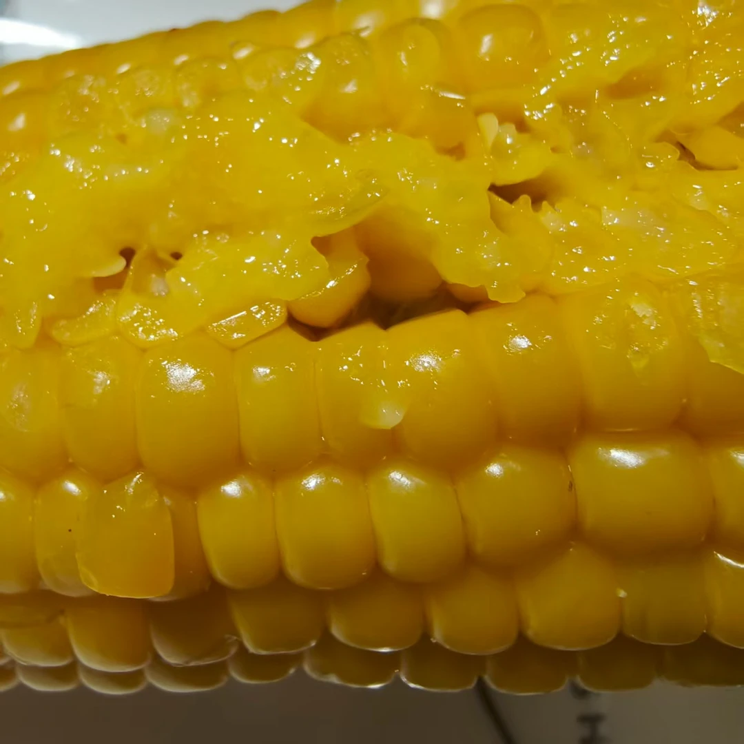 北纬47度2025年鲜食黄糯玉米8根