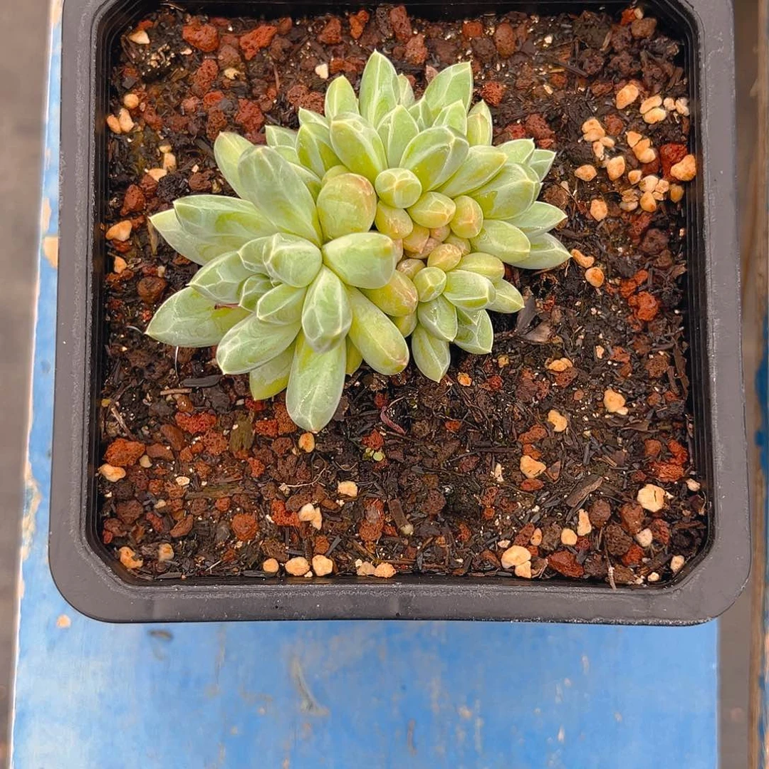 喙*暗纹系列美人一个