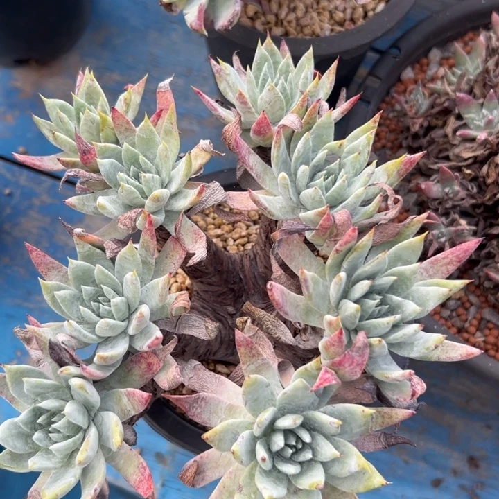 雪山苹果叶～一物一拍1812