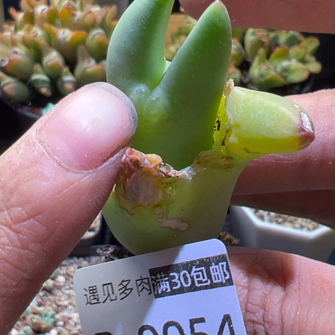 多肉植物1111111111111